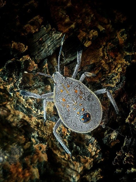 Housse anti-acariens : le remède pour un sommeil paisible